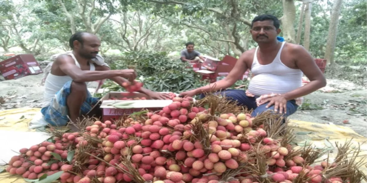 Bihar Litchi