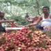 Bihar Litchi