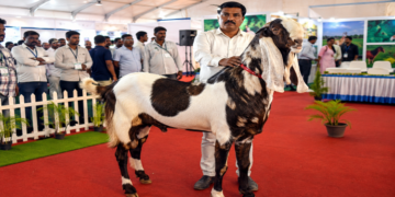 यूपी स्मॉल लाइवस्टॉक कॉन्क्लेव-2026 का आगाज़, 5 लाख रुपये के बकरे ‘युवराज’ ने बटोरी सुर्खियां