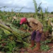 Agriculture Disaster Management