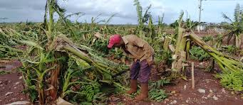 Agriculture Disaster Management