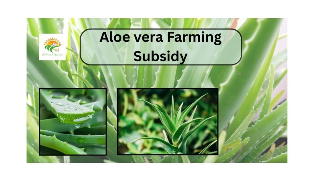 aloe vera farming
