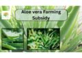 aloe vera farming