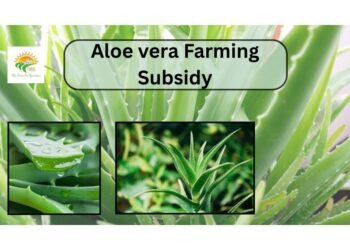 aloe vera farming