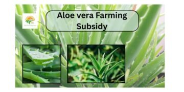 aloe vera farming