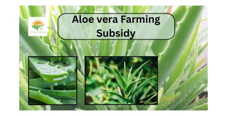aloe vera farming