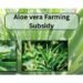 aloe vera farming