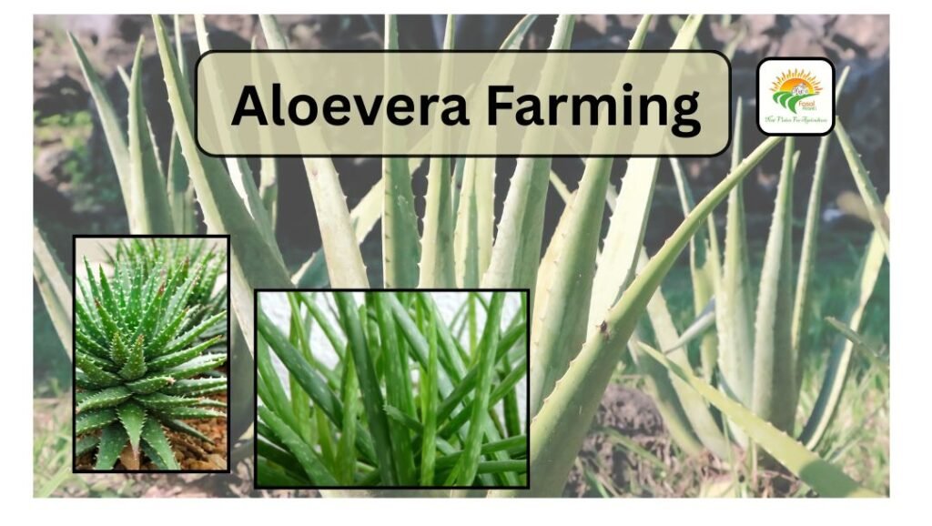 Aloevera -Farming