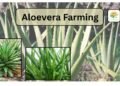 aloevera-farming