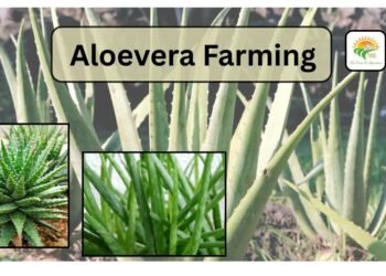 aloevera-farming