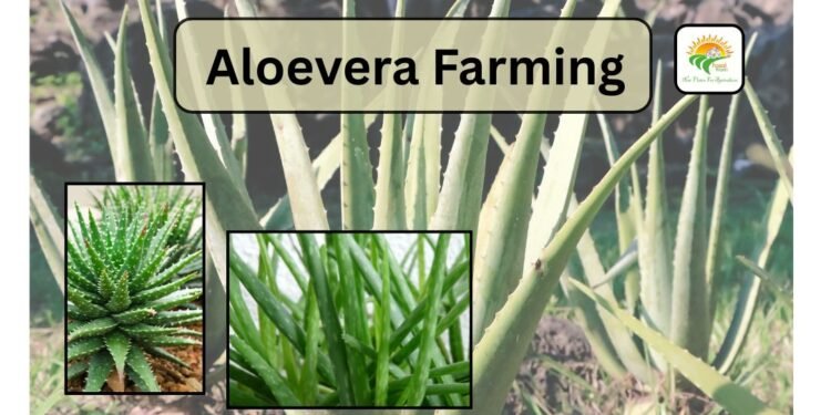 aloevera-farming