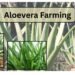 aloevera-farming