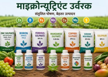 माइक्रोन्यूट्रिएंट उर्वरकों का बाजार: बढ़ती मांग, नए अवसर और भविष्य की दिशा