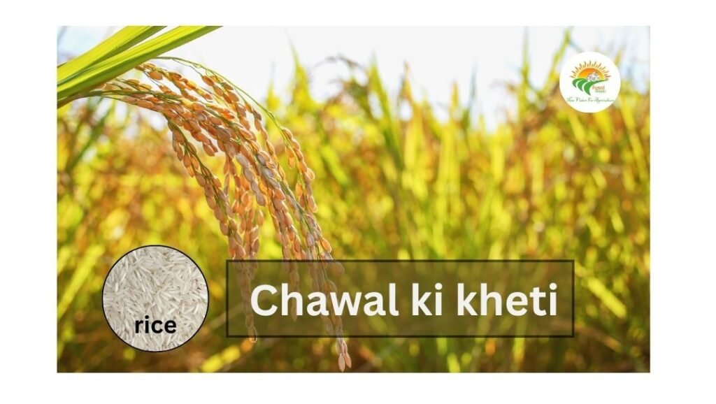 Chawal ki kheti