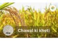 chawal ki kheti