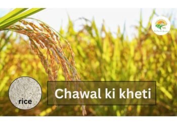 chawal ki kheti