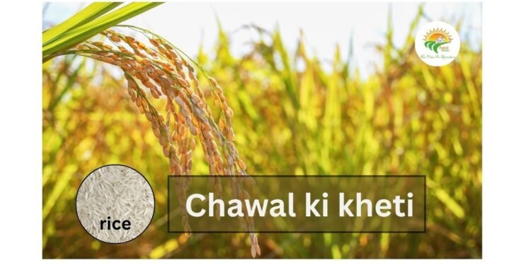 chawal ki kheti