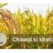 chawal ki kheti
