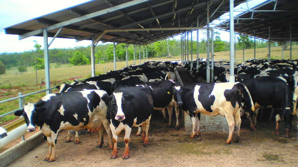 Dairy Entrepreneurship Development Scheme