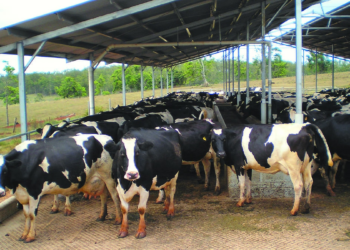 Dairy Entrepreneurship Development Scheme