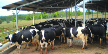 Dairy Entrepreneurship Development Scheme