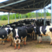 Dairy Entrepreneurship Development Scheme