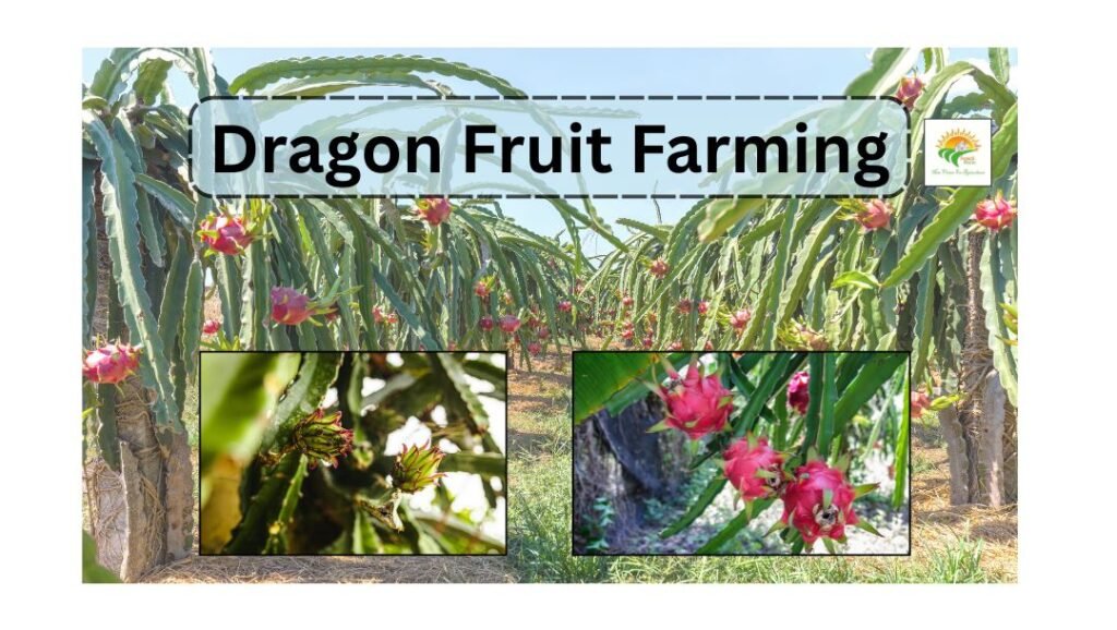 Dragon Fruit Farming