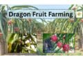 Dragon Fruit Farming