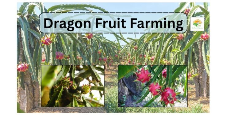 Dragon Fruit Farming