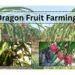 Dragon Fruit Farming