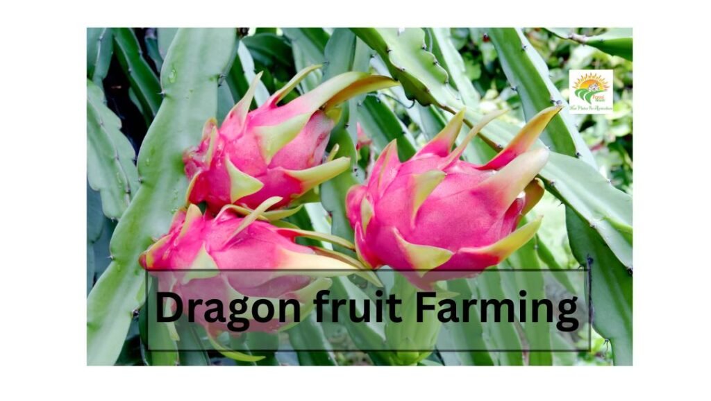 dragon fruit farming