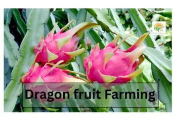 dragon fruit farming