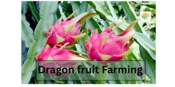 dragon fruit farming