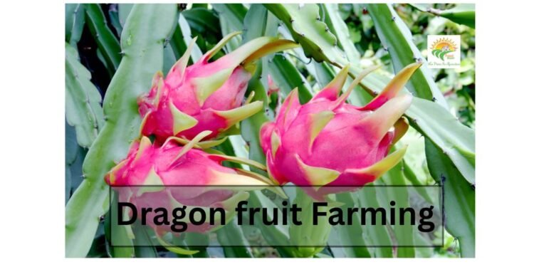 dragon fruit farming