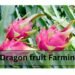 dragon fruit farming