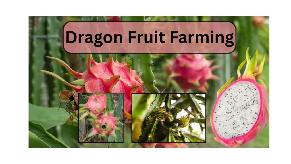 Dragon fruit farming