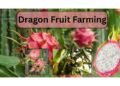 Dragon fruit farming