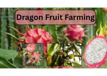 Dragon fruit farming