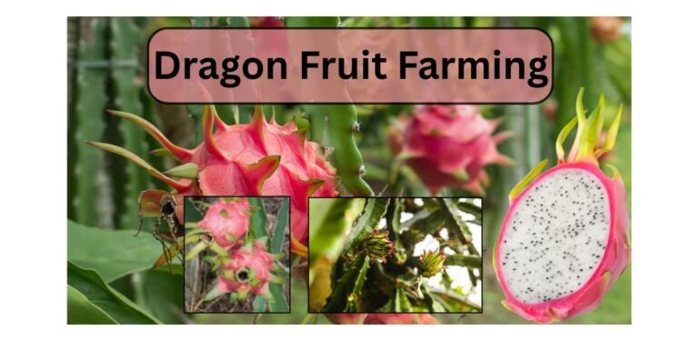 Dragon fruit farming
