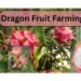 Dragon fruit farming