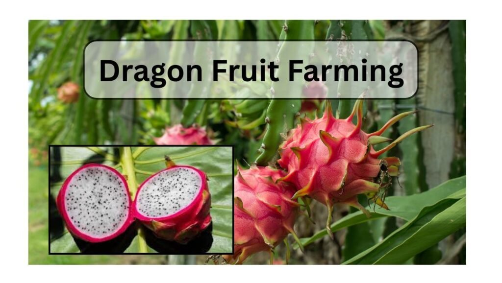 dragon fruit farming