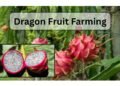 dragon fruit farming