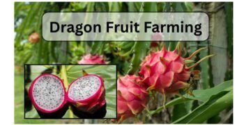 dragon fruit farming