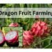 dragon fruit farming