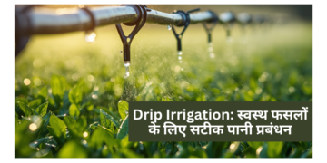 Drip Irrigation