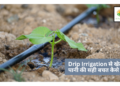 Drip Irrigation