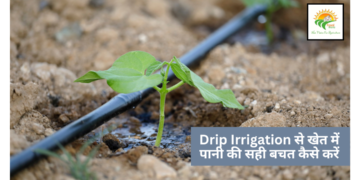 Drip Irrigation
