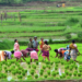 Farmer Producer Organization Policy