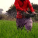 Fertilizer Subsidy