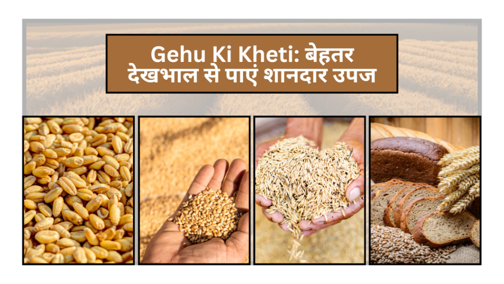 Gehu Ki Kheti